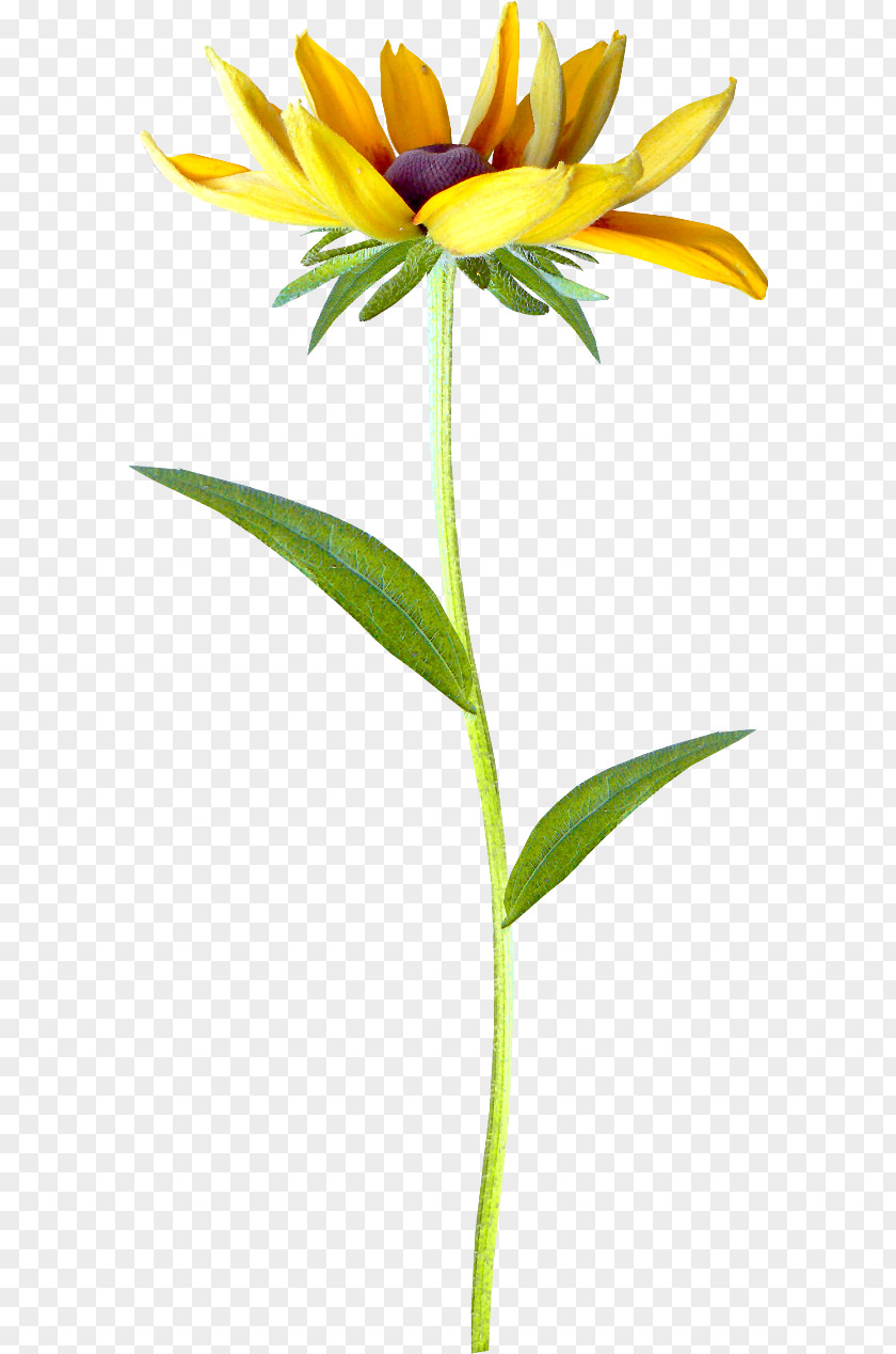 Flower Petal Transvaal Daisy Clip Art PNG