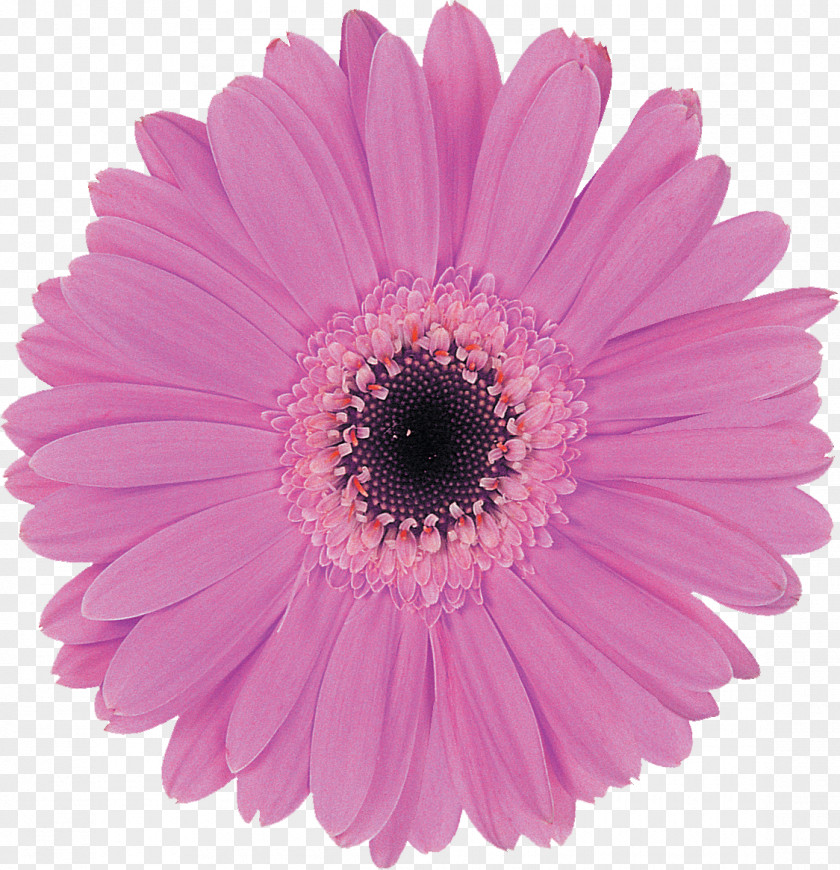 Gerbera Transvaal Daisy Purple Lilac Cut Flowers PNG