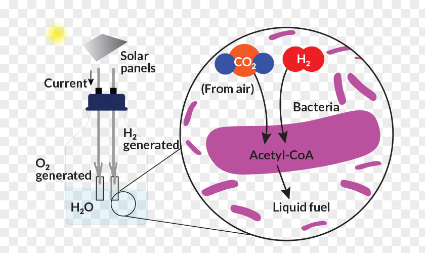 Photosynthetic Efficiency Chemistry Inorganic Compound Photosynthesis Matter Carbon Dioxide PNG