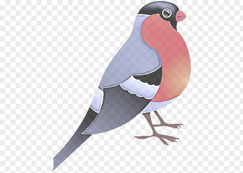 Pigeons And Doves Rock Dove Bird Beak PNG