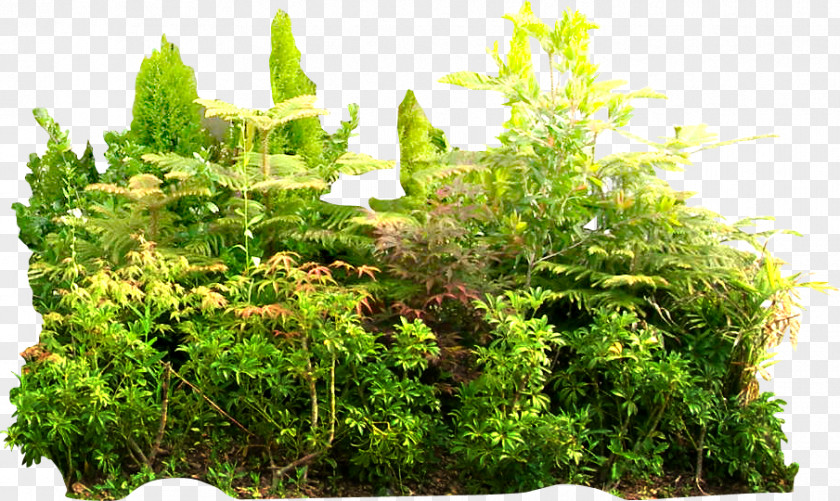 Tropical Jungle Green Summer Rainforest Tropics Vegetation PNG