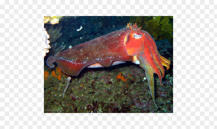 Australia Sepia Apama Cuttlefish Latimanus Cephalopod PNG