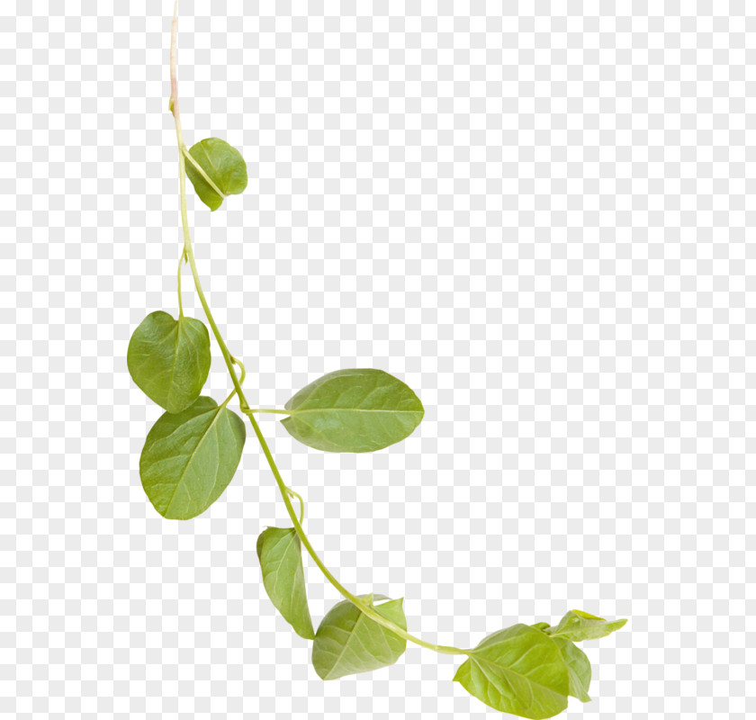 Foliage Save Papier Plant Stem Leaf Product Branching Plants PNG