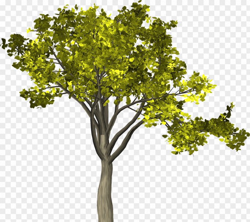 Leaf Senna Siamea Twig Golden Shower Tree PNG