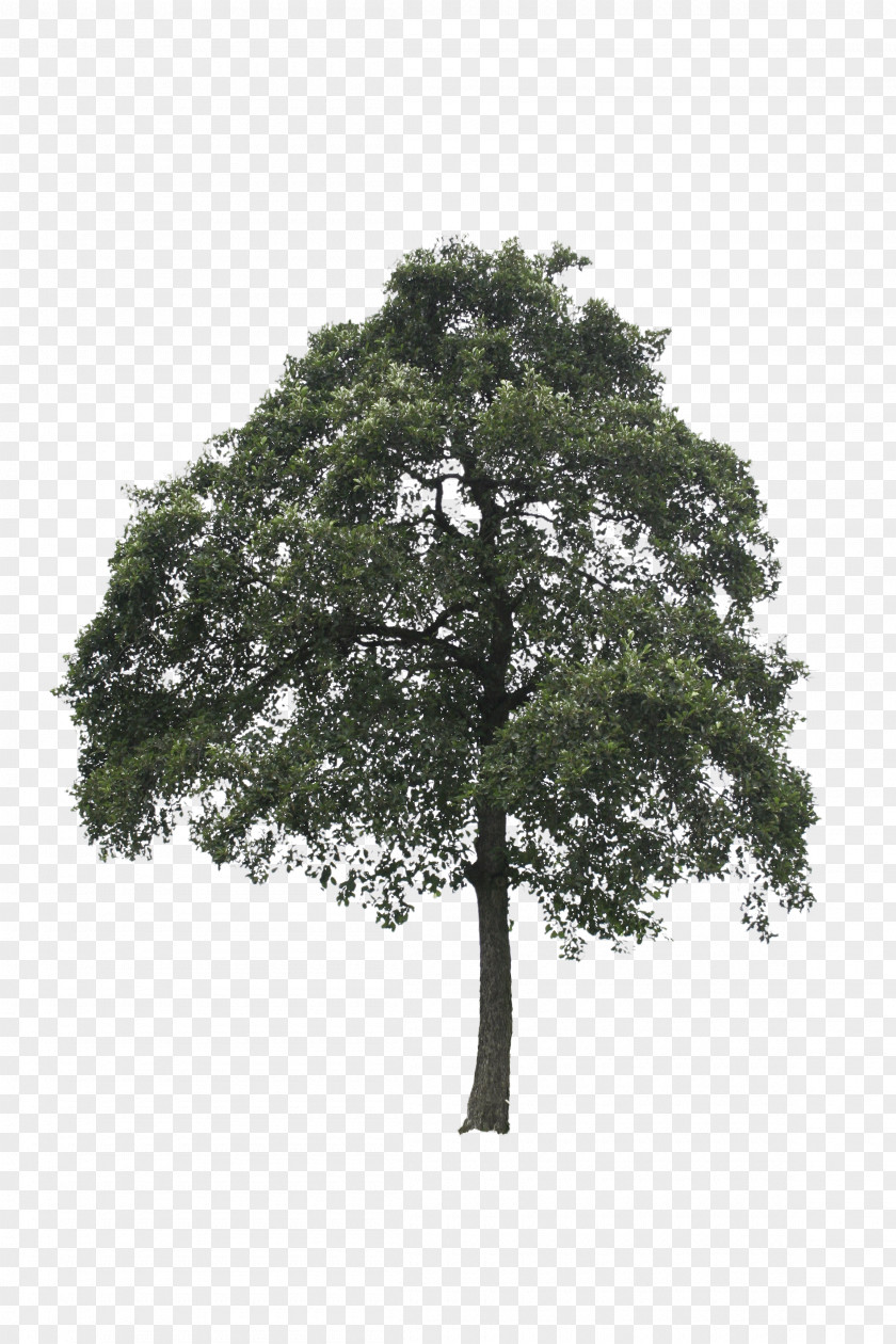 Tree Out-Tree Oak Lindens PNG