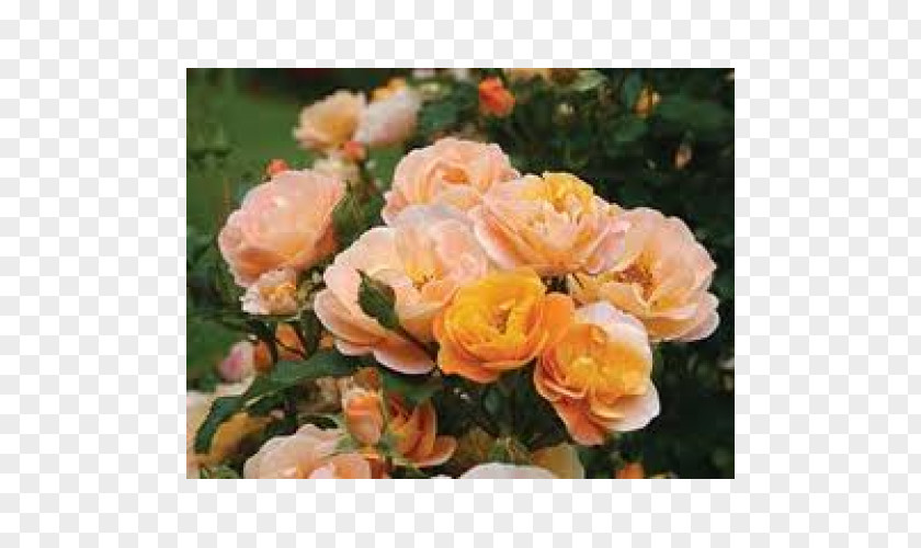 Underlay Material Garden Roses Centifolia Memorial Rose Rosaceae Floribunda PNG