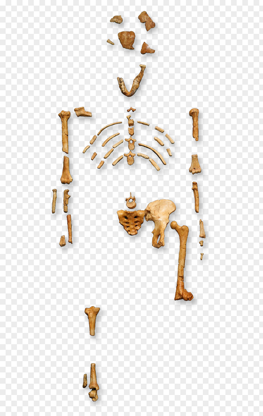 Australopithecine Primate Australopithecus Afarensis Human Evolution Lucy PNG