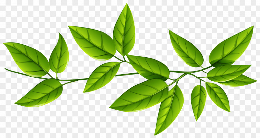 Branch Woody Plant Leaf Flower Green Tree PNG