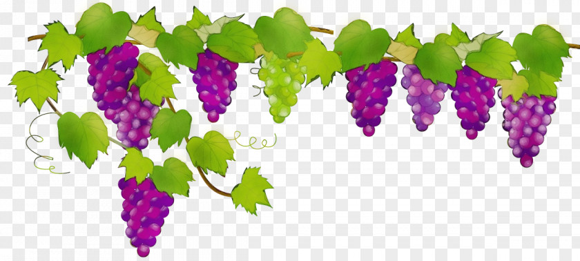Grape Leaves Seedless Fruit Leaf Flower Purple Grapevine Family PNG