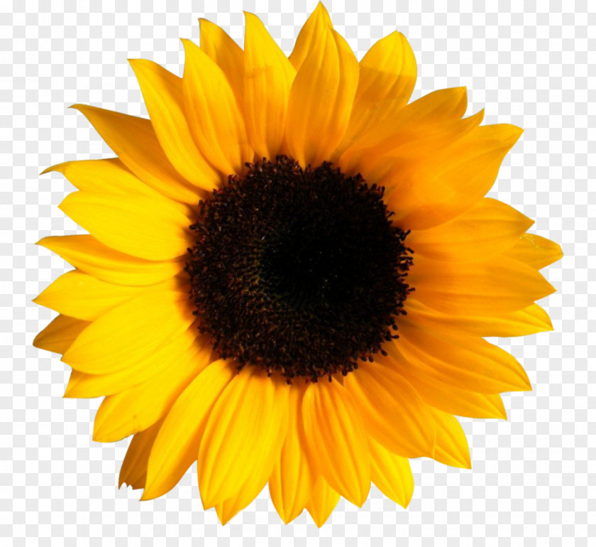 Vector Sunflower Clip Art Transparency Image Common PNG
