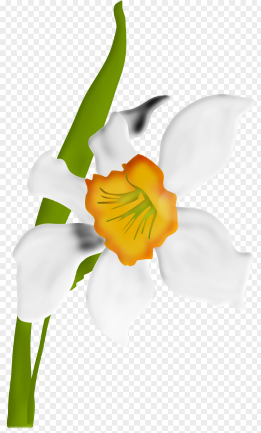 (10) Drawing Flower Clip Art PNG