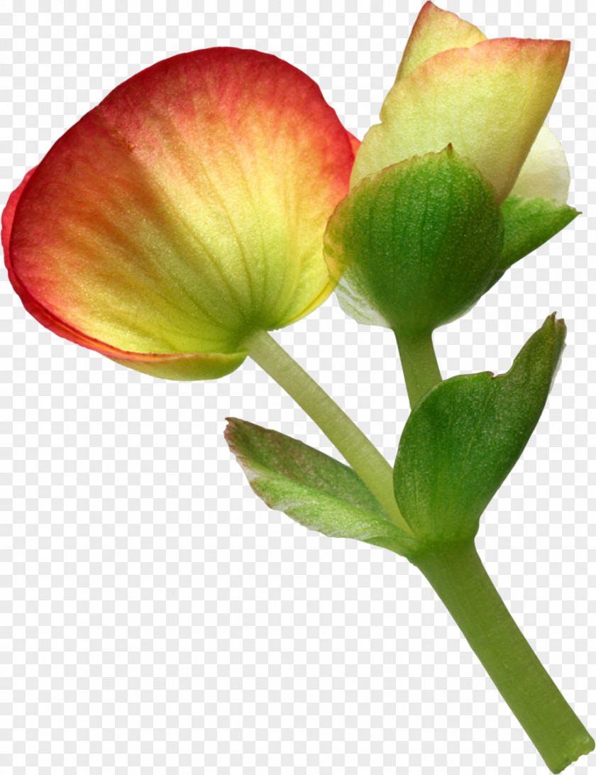 Flower Cut Flowers Petal Eustoma Russellianum PNG