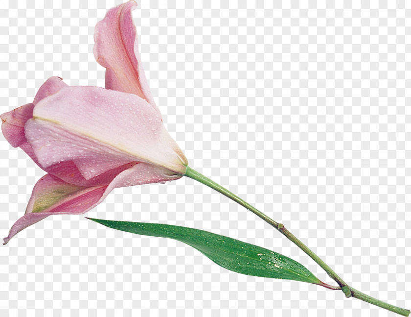 Lilly Lilium Cut Flowers Plant Bud PNG
