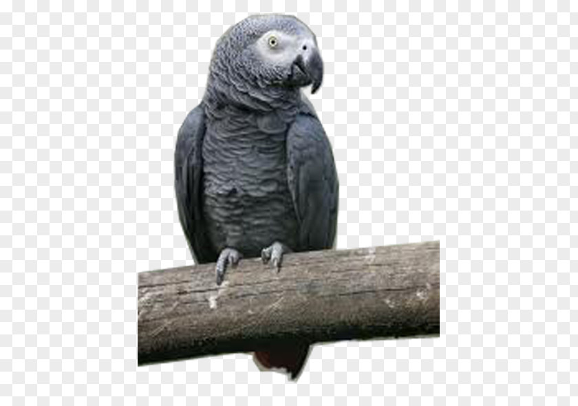Macaw Parakeet Beak Grey Parrot PNG