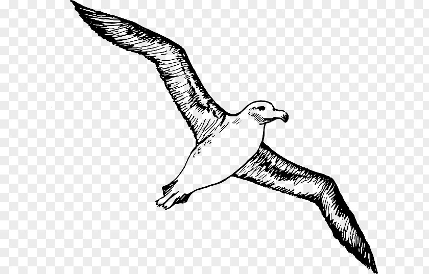 Albatross Bird Clip Art PNG