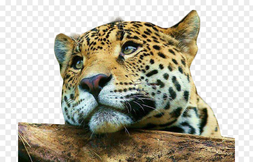 Elefantes Leopard Cheetah Cat Mobile Phones Desktop Wallpaper PNG