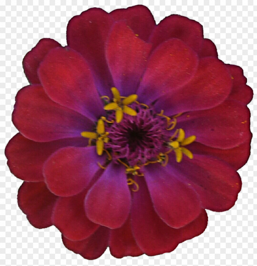 Flower Zinnia Color Dahlia Clip Art PNG
