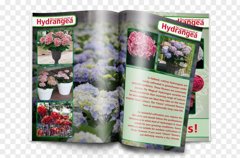 Hydrangea Brochure Inzet Table Annual Report PNG