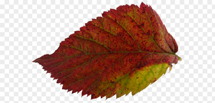 Leaf Autumn Leaves Yaprak PNG