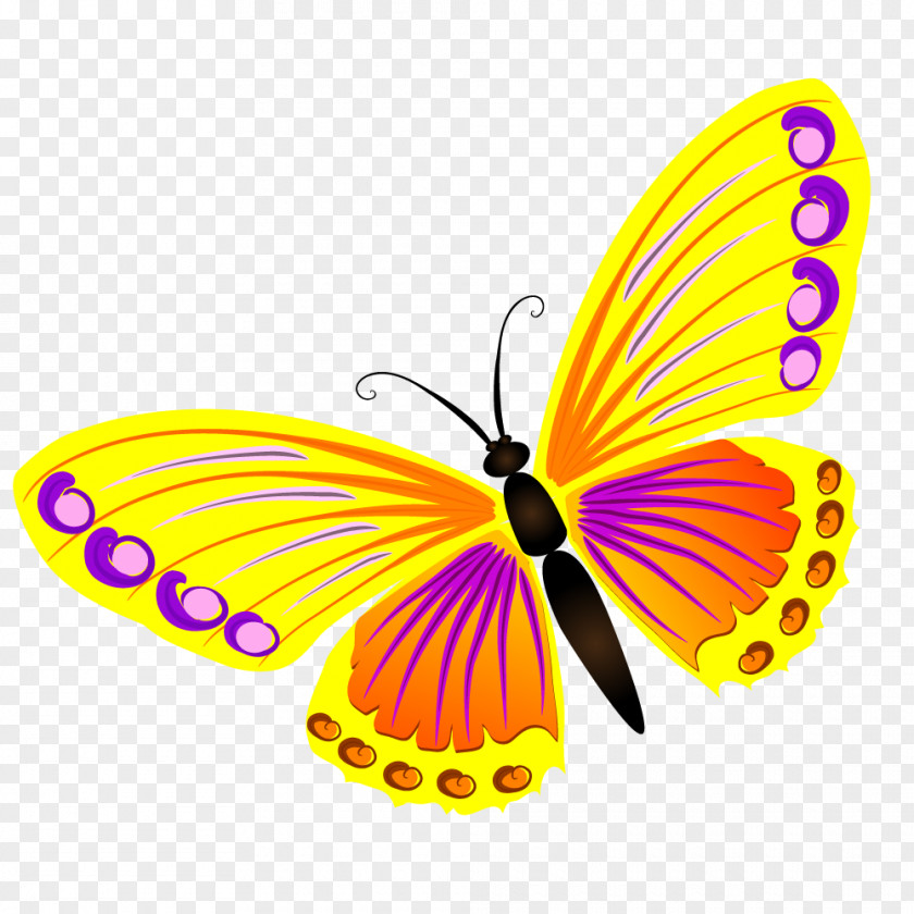 Butterfly Insect PNG