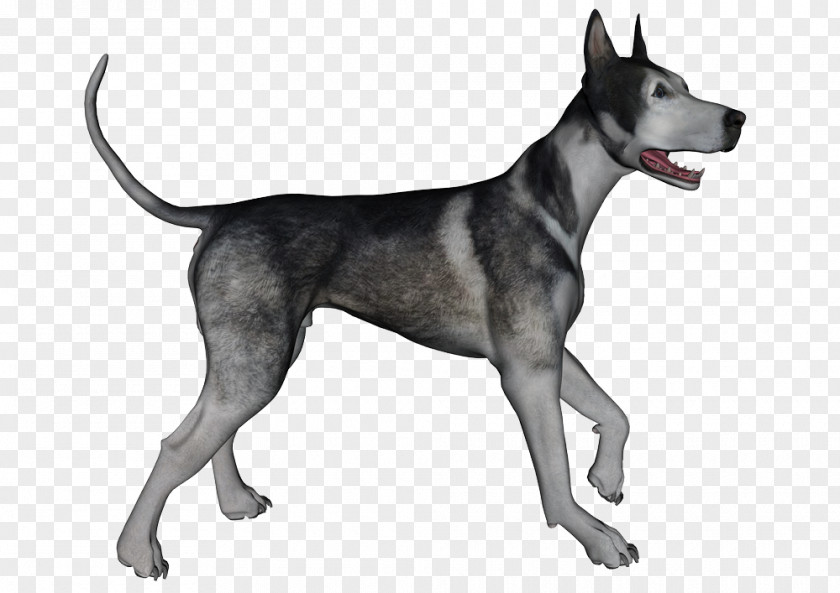 Dogs Great Dane Dog Breed Canidae Snout Mammal PNG