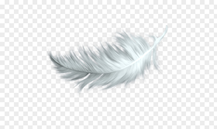 Falling White Feathers Feather Clip Art PNG