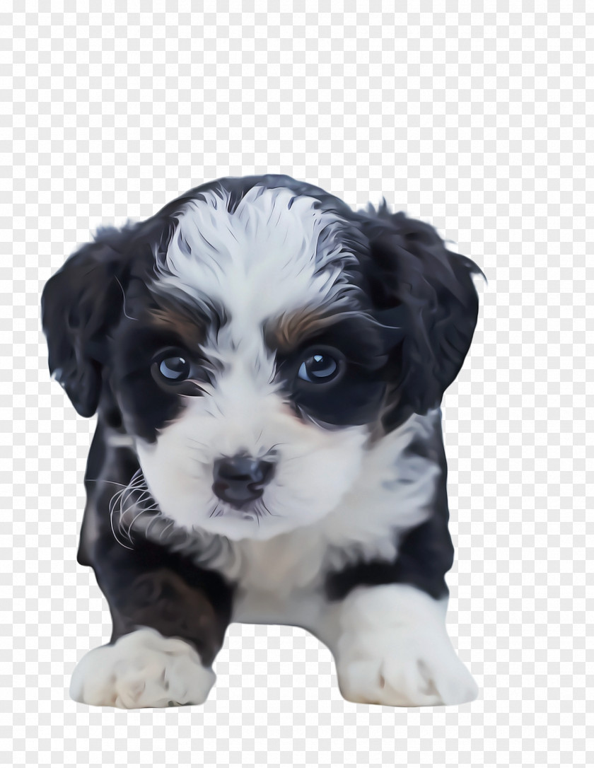 Morkie Maltese Cute Dog PNG