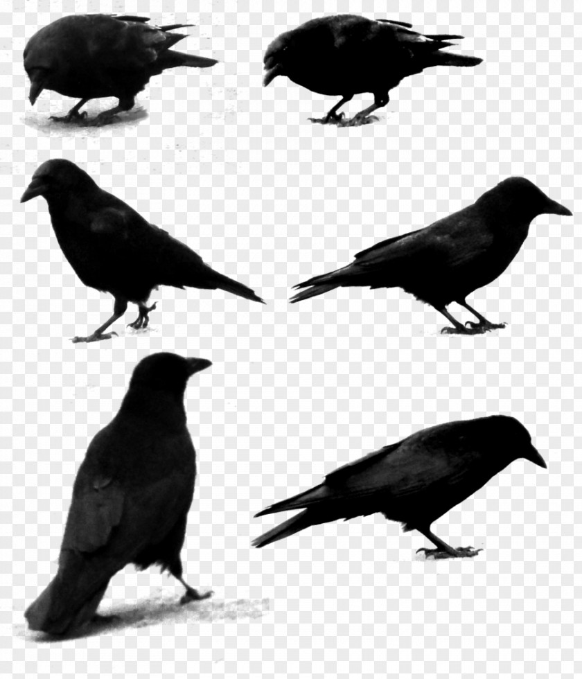 Raven Common Photography Clip Art PNG