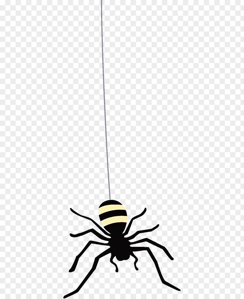 Spider Halloween PNG