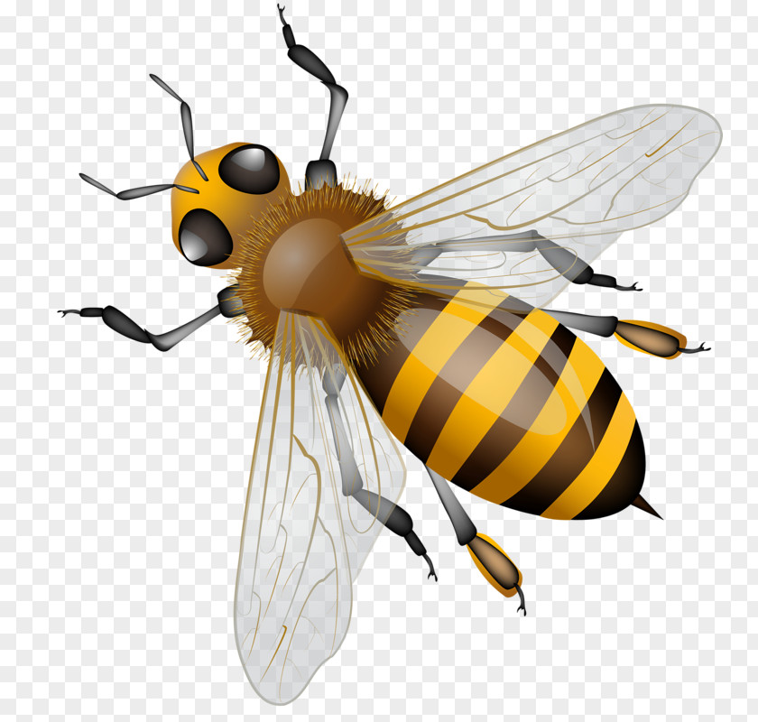 Bee Western Honey Insect Hornet Beehive PNG