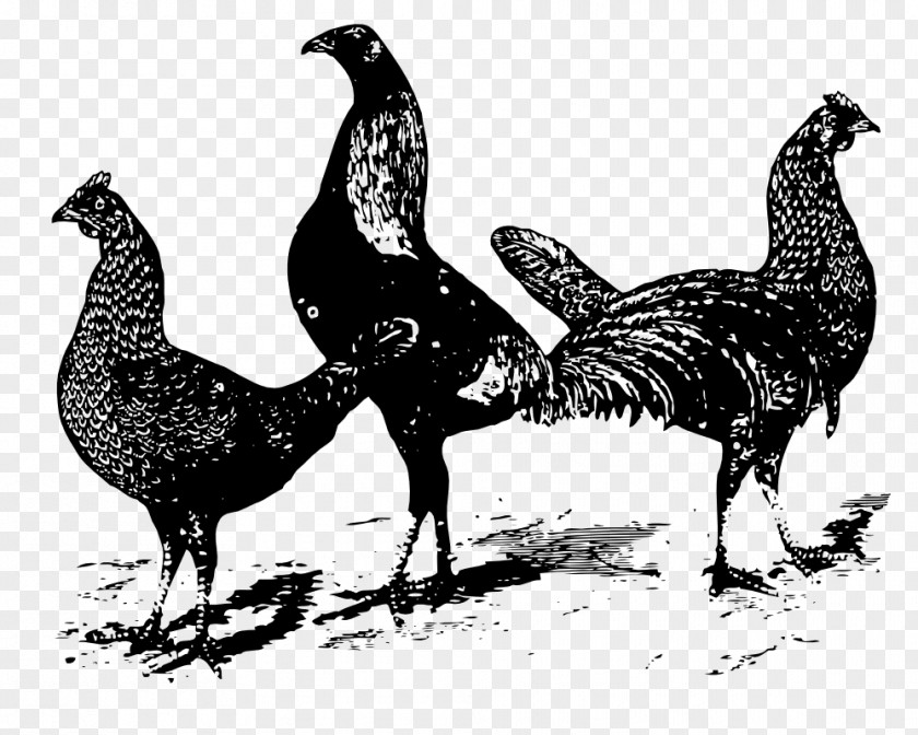 Chicken Black And White Plymouth Rock Curry Poultry Clip Art PNG