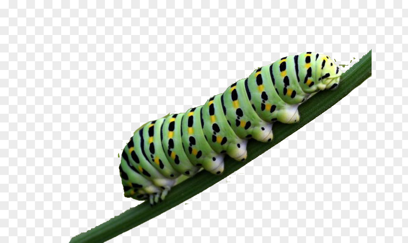 In The Butterfly Family Larvae Are Carnivorous Caterpillar Larva Pollinator PNG