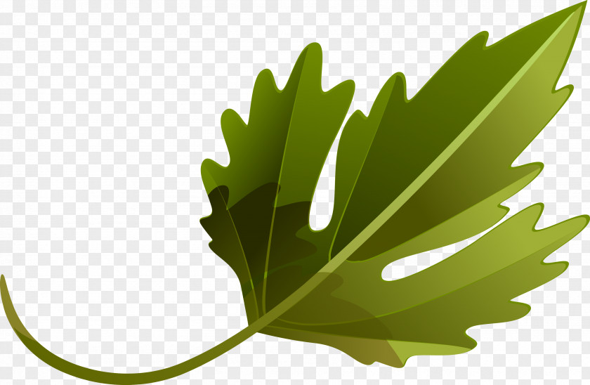 Leaves Leaf Vegetable Plant Tree PNG