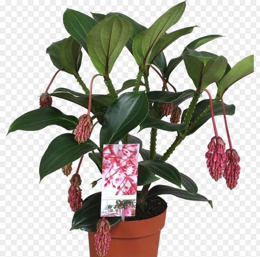 Medinilla Magnifica Houseplant Flowerpot Epiphyte Species PNG