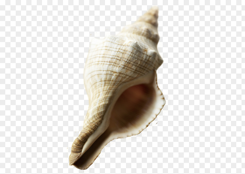 Tilt Conch Sea Snail Beach PNG