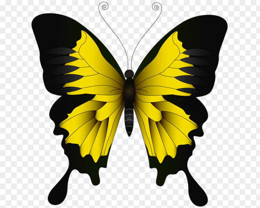 Borboleta Vermelha E Preta Clip Art Ulysses Butterfly Illustration Brush-footed Butterflies PNG