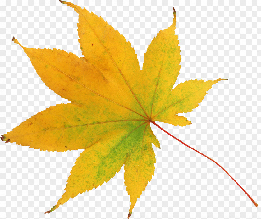 Leaf Abscission Raster Graphics Autumn Clip Art PNG