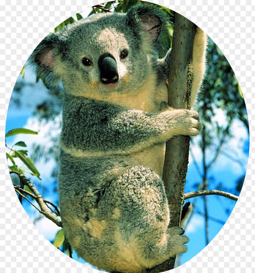 Marsupial Koala Polar Bear Cuteness Desktop Wallpaper PNG