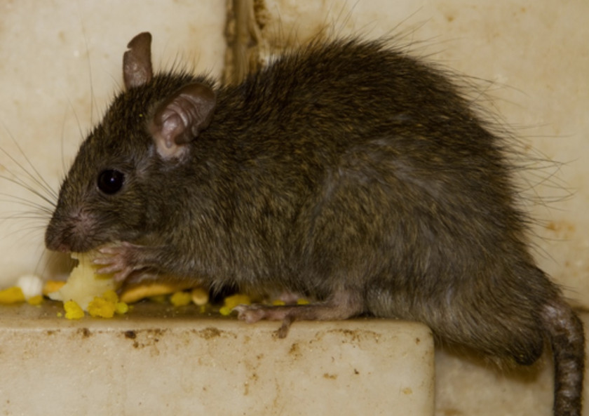 Rat & Mouse Brown Rodent Black Trap PNG