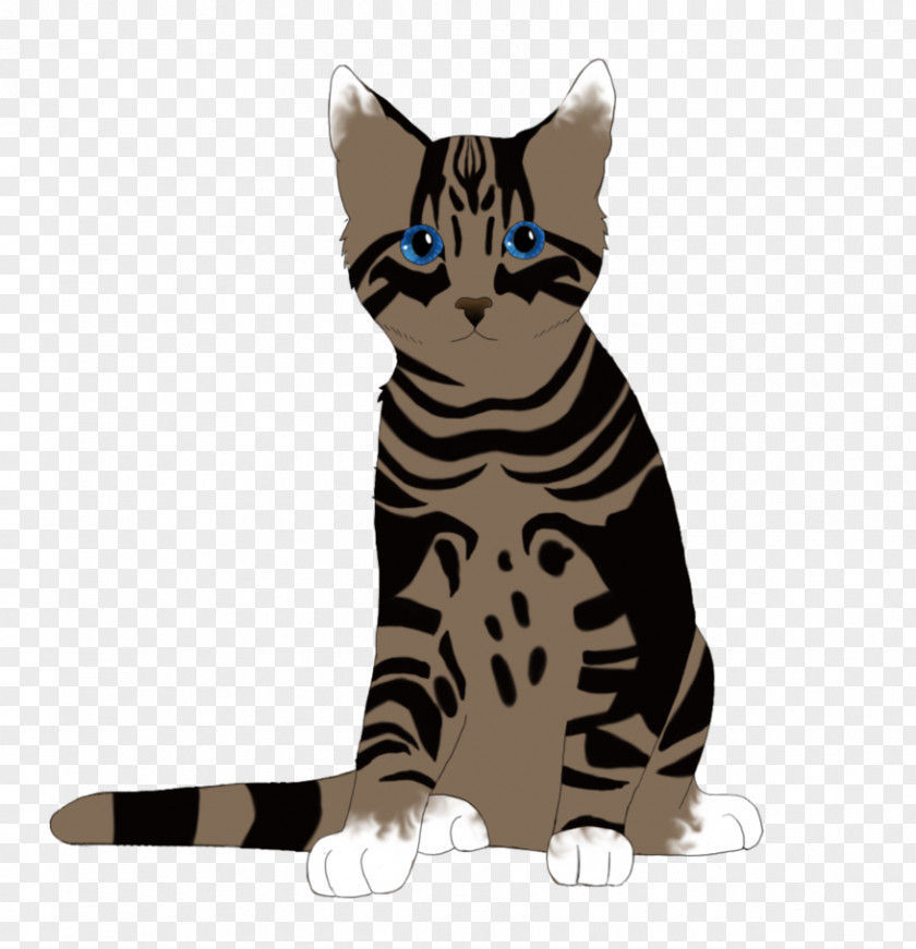 Tabby Cat Coloring Pages Domestic Short-haired American Shorthair Toyger California Spangled PNG