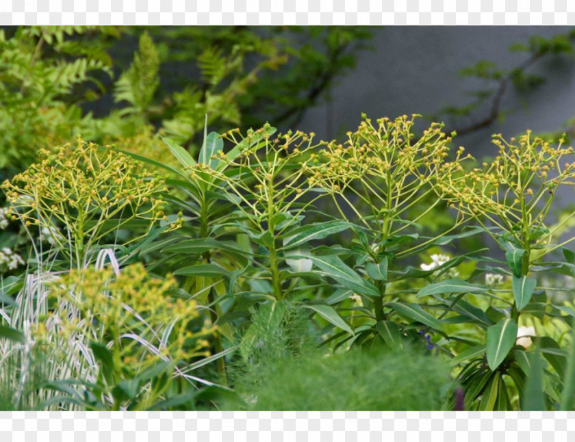 Ulmus Minor Subshrub Tree Herb PNG