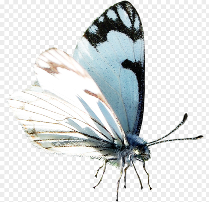 Butterfly Clip Art Image Borboleta PNG