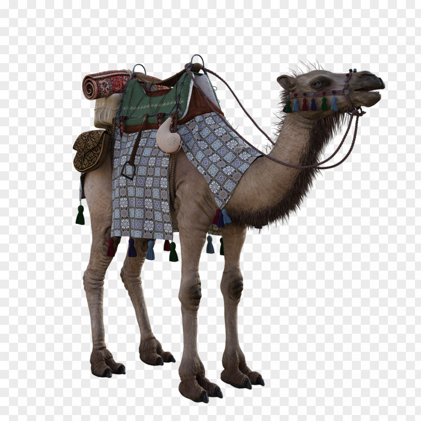 Camel Camelid Arabian Horse Tack Brown PNG