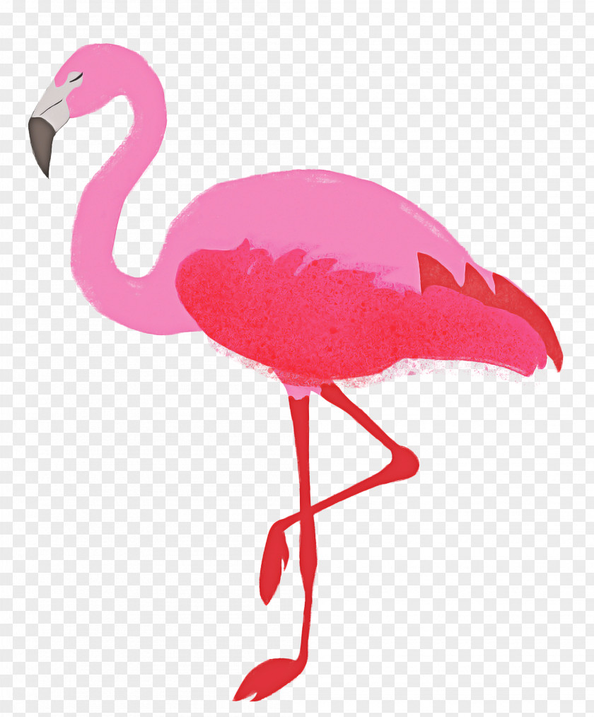 Feather Magenta Pink Flamingo PNG