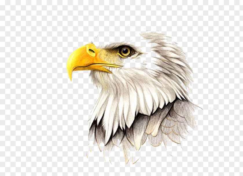 Hand Painted Eagle Hawk Painting Illustration PNG