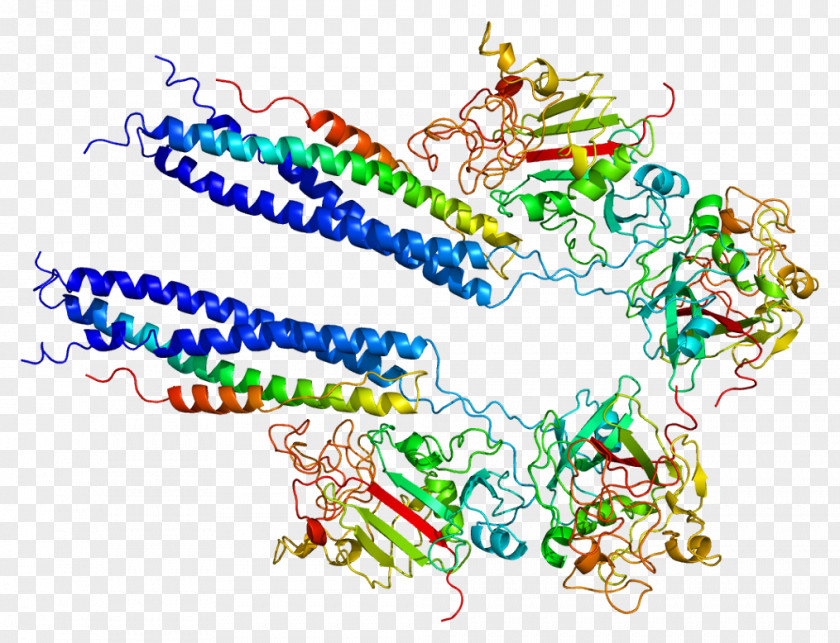 Molecular Chain Deductible Fibrinogen Alpha Protein Thrombopoietin PNG