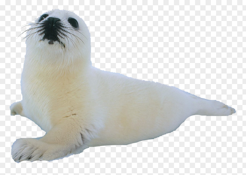 Photo Climope Earless Seal Sea Lion Aquatic Animal PNG