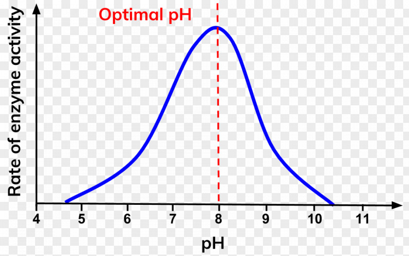 Enzyme PH Thermodynamic Activity Reaction Rate Negative Feedback PNG