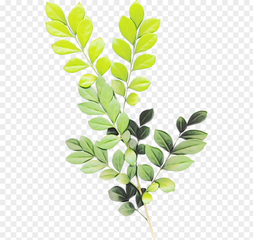 Leaf Branch Plants Image PNG