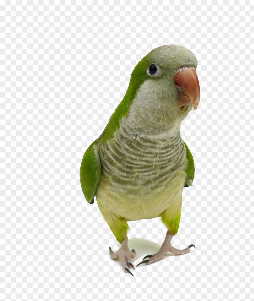 Parrot Monk Parakeet Bird Cockatiel Pet PNG